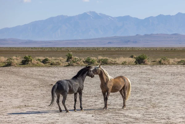 Wild Horses Spring Utah Desert — Stock Photo, Image