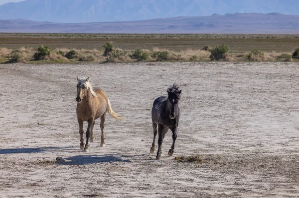 wild horses in spring in the Utah desert