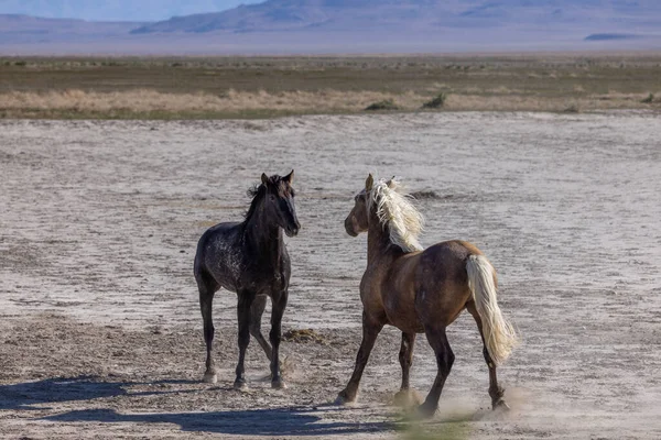 Utah çölünde ilkbaharda vahşi atlar