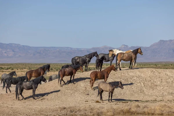 Utah çölünde ilkbaharda vahşi atlar