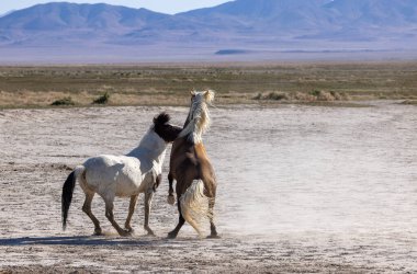 Uta çölünde savaşan bir çift vahşi at.