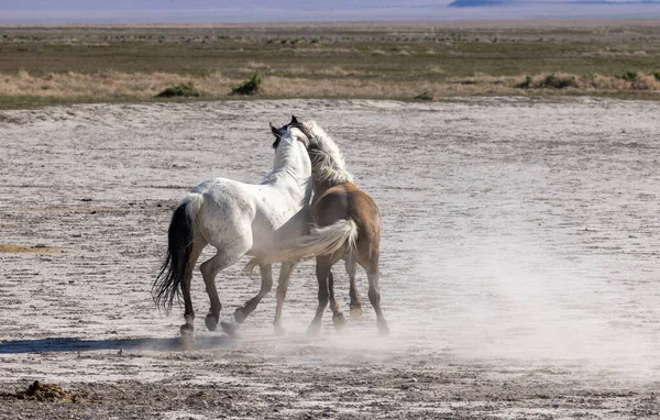 Pair Wild Horse Stallions Fighting Utah Desert — Stock Photo, Image