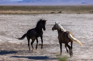 Uta çölünde savaşan bir çift vahşi at.