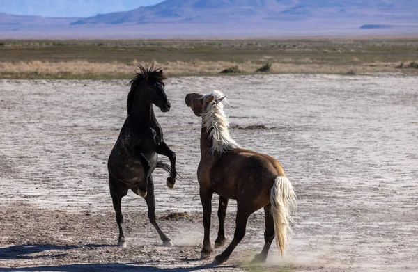 在犹他沙漠中争斗的一对野马 — 图库照片