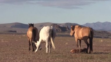 wild horses in the Utah desert in spiring