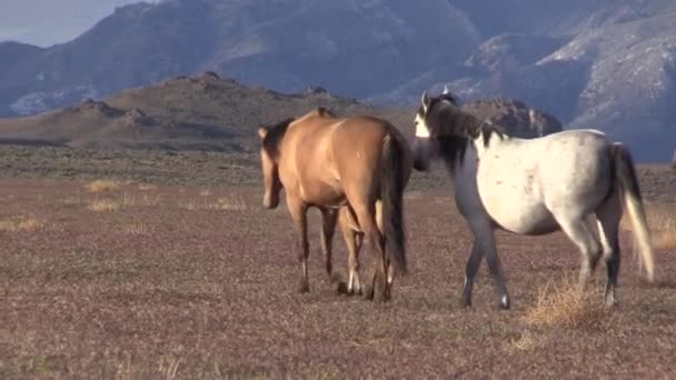 Wild Horses Utah Desert Spiring — Vídeo de Stock