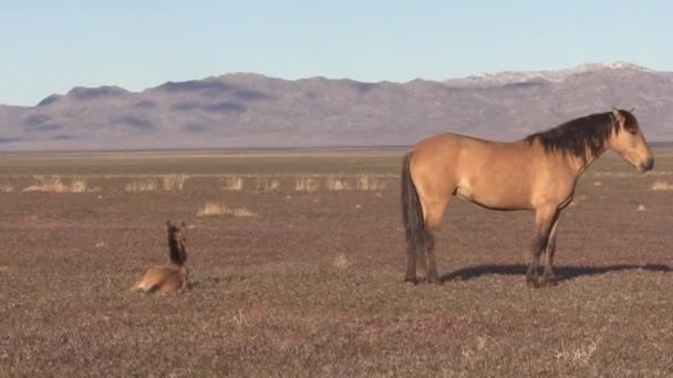 Wild Horses Utah Desert Spiring — Stock Video