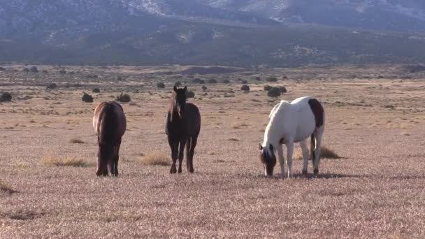 Wild Horses Utah Desert Spiring — Stock Video
