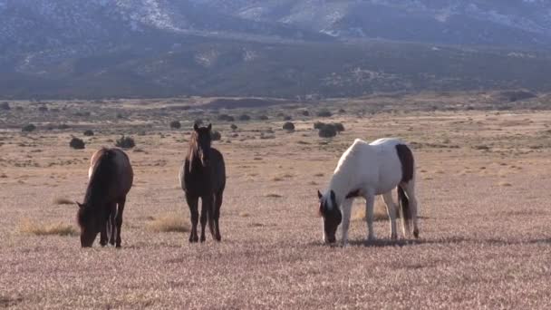 Wild Horses Utah Desert Spiring — Vídeo de Stock