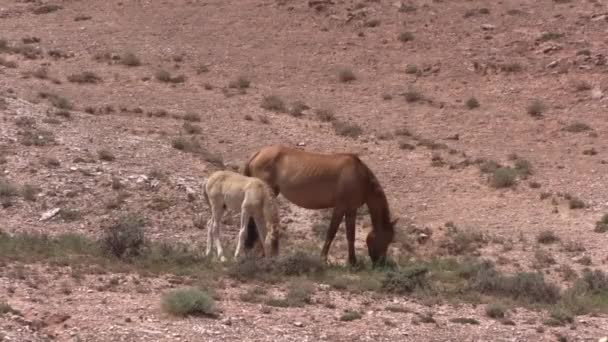 Wild Horse Mare Foal Summer Pryor Moutnains Wild Horse Range — Vídeo de stock