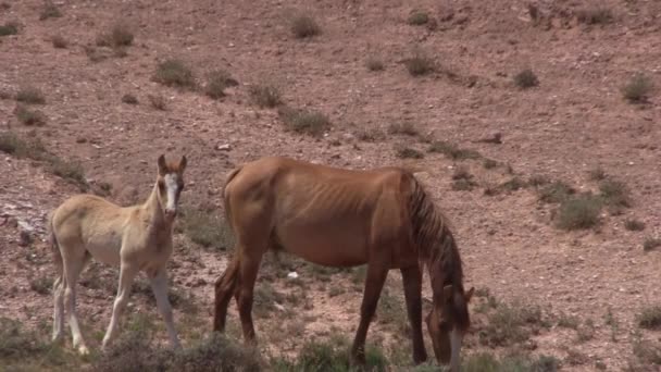 Wild Horse Mare Foal Summer Pryor Moutnains Wild Horse Range — 图库视频影像