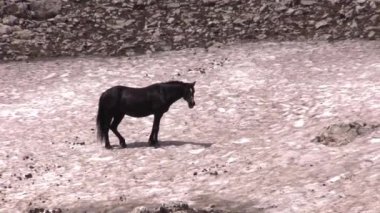 a wild horse in the Pryor Mountains Wild Horse Range Montana in summer