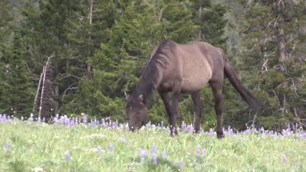 Ένα Άγριο Άλογο Στο Pryor Βουνά Wild Horse Range Montana — Αρχείο Βίντεο