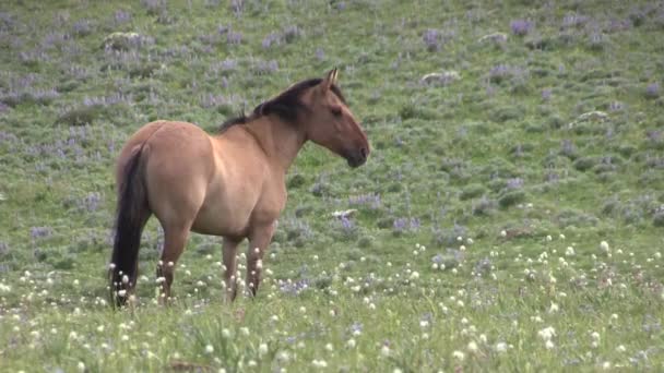 Wild Horse Pryor Mountains Wild Horse Range Montana Summer — Stockvideo