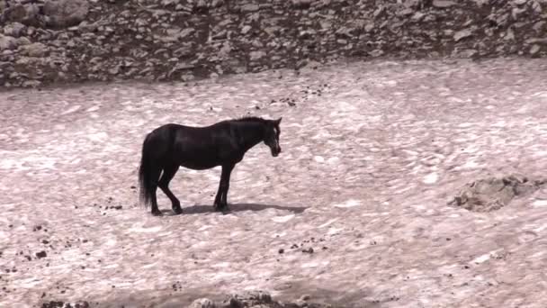 Wild Horse Pryor Mountains Wild Horse Range Montana Summer — Video Stock