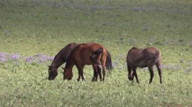 wild horses in summer in the Pryor Mountains Wild Horse Range Montana