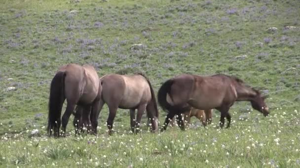 Wild Horses Summer Pryor Mountains Wild Horse Range Montana — Stockvideo
