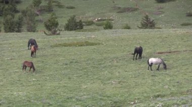 wild horses in summer in the Pryor Mountains Wild Horse Range Montana