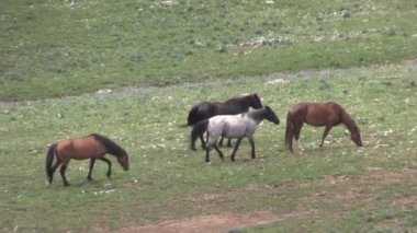 wild horses in summer in the Pryor Mountains Wild Horse Range Montana