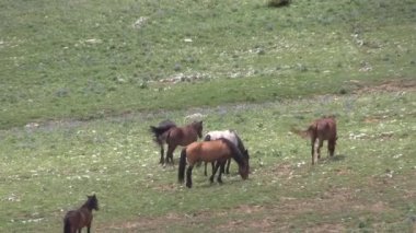 wild horses in summer in the Pryor Mountains Wild Horse Range Montana