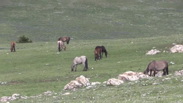 Wild Horses Summer Pryor Mountains Wild Horse Range Montana — Vídeo de Stock