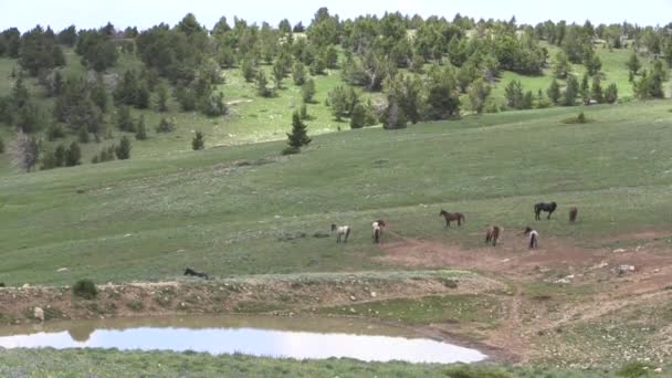 Wild Horses Summer Pryor Mountains Wild Horse Range Montana — Vídeo de Stock