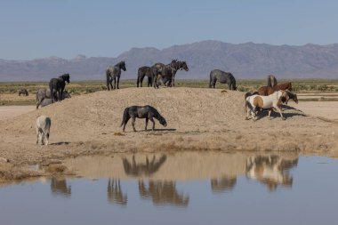 Utah 'ta bir çölde vahşi atlar.