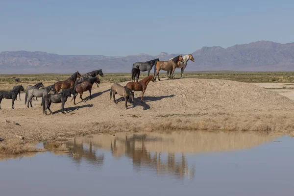 Caballos Salvajes Pozo Agua Del Desierto Utah — Foto de Stock
