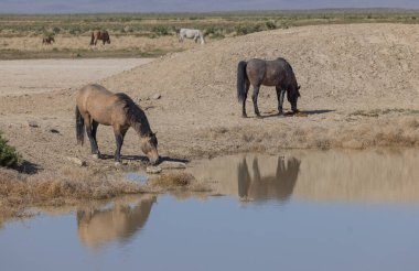 Utah 'ta bir çölde vahşi atlar.