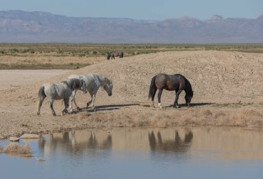 Utah 'ta bir çölde vahşi atlar.