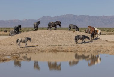 Utah 'ta bir çölde vahşi atlar.