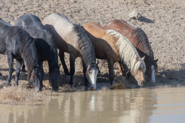 Utah 'ta bir çölde vahşi atlar.