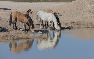 Utah 'ta bir çölde vahşi atlar.