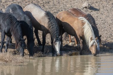 Utah 'ta bir çölde vahşi atlar.