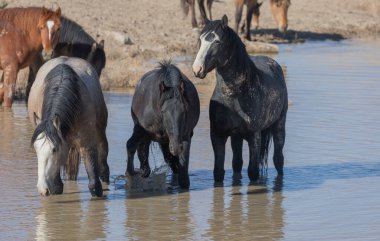 Utah 'ta bir çölde vahşi atlar.