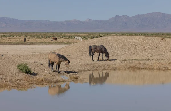 Caballos Salvajes Pozo Agua Del Desierto Utah — Foto de Stock