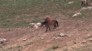 wild horses in summer in the Pryor Mountains Wild Horse Range Montana