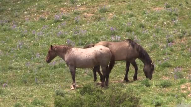 Wild Horses Summer Pryor Mountains Wild Horse Range Montana — Stock video