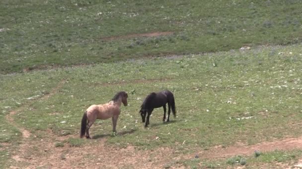 Wild Horses Summer Pryor Mountains Wild Horse Range Montana — Video Stock