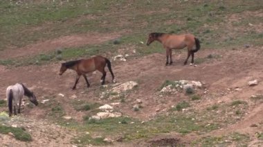 wild horses in summer in the Pryor Mountains Wild Horse Range Montana