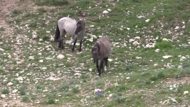 Wild Horses Summer Pryor Mountains Wild Horse Range Montana — Video Stock