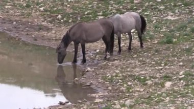 wild horses in summer in the Pryor Mountains Wild Horse Range Montana