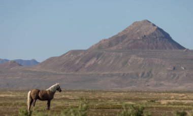 Baharda Utah çölünde güzel vahşi bir at.
