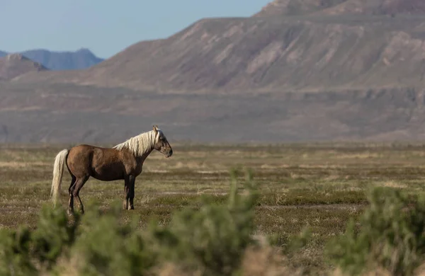 Krásný Divoký Kůň Jaře Poušti Utah — Stock fotografie