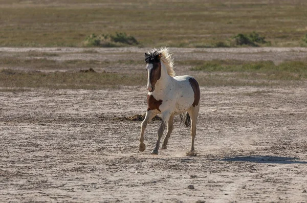 a beautiful wild horse in spring in the Utah desert