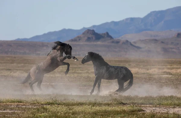 Wild Horse Stallions Fighting Utah Desert — Stock Photo, Image