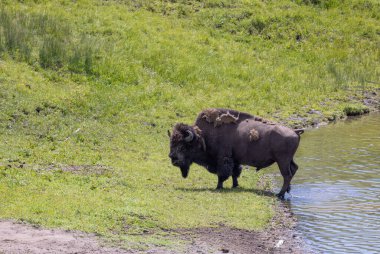 a bull bison in summer in Yellowstone National Park Wyoming
