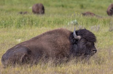 a bull bison in summer in Yellowstone National Park Wyoming