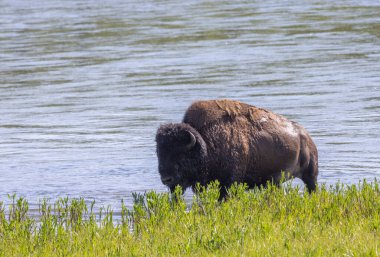 a bull bison in summer in Yellowstone National Park Wyoming