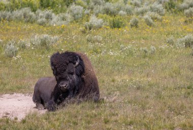 a bull bison in summer in Yellowstone National Park Wyoming